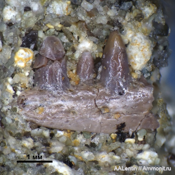 триас, зубы, Самарская область, зубы рептилий, Яблоново-Врагское местонахождение, нижний триас, Procolophonidae, Проколофон