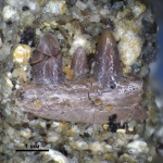 Фрагмент челюсти Procolophonidae