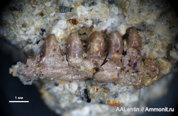 триас, зубы, Самарская область, зубы рептилий, Яблоново-Врагское местонахождение, нижний триас, Procolophonidae, Проколофон