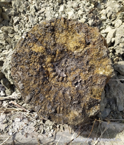 юра, кимеридж, Самарская область, Aulacostephanus, Заводское обнажение, Kimmeridgian, Aulacostephanus camericensis