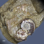 Аммонит Lingulaticeras с ушком