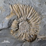 Sarmatisphinctes subborealis с ушком