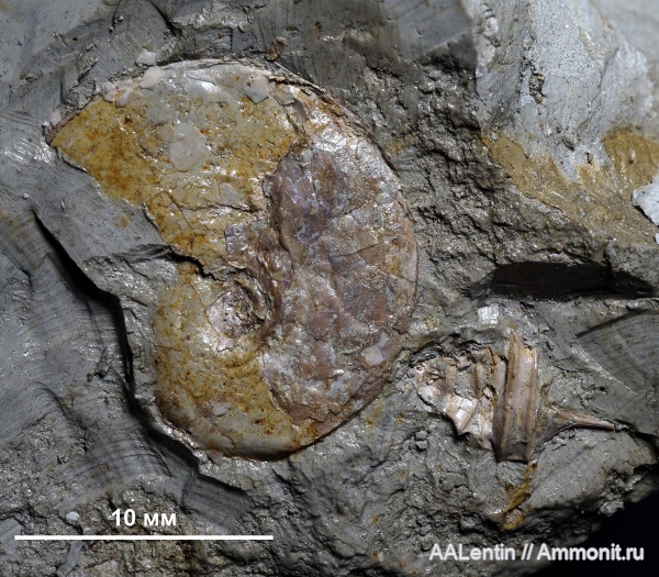 юра, кимеридж, Самарская область, Dicroloma, Aporrhaidae, Заводское обнажение, Kimmeridgian, Lingulaticeras