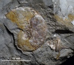 Аммонит Lingulaticeras и гастропода Dicroloma