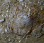 Офиура спряталась под брахиоподой