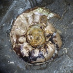 Аммонит Aulacostephanus?