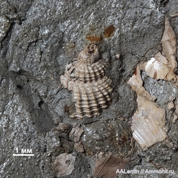 гастроподы, юра, кимеридж, Самарская область, Заводское обнажение, Kimmeridgian