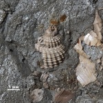 Фрагмент Гастроподы