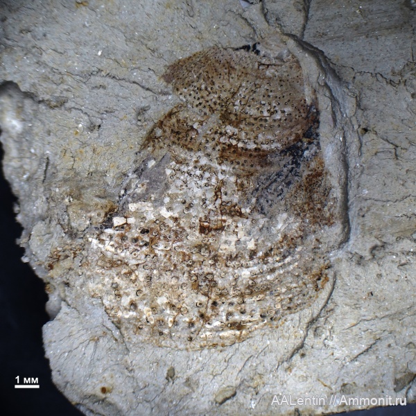 аммониты, юра, кимеридж, аптихи, Ammonites, Laevaptychus, Aptychi, Kimmeridgian, Jurassic, Upper Jurassic