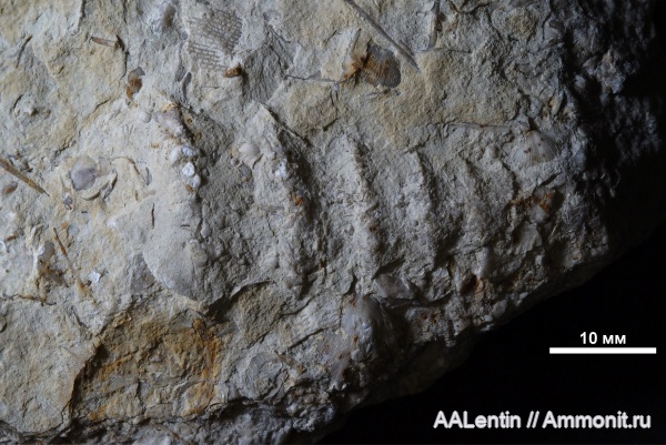 гжельский ярус, верхний карбон, Goniasma, Сокский карьер, Gastropoda