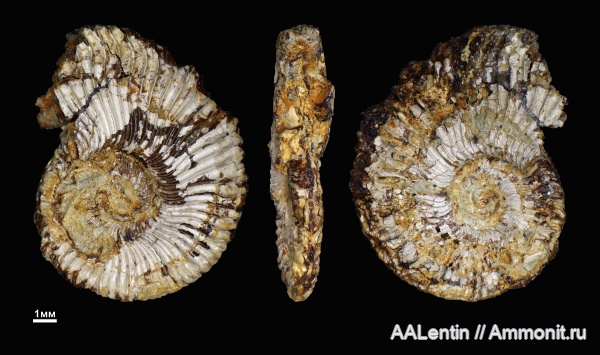 аммониты, юра, кимеридж, Самарская область, Nannocardioceras, Заводское обнажение, Kimmeridgian, Jurassic, Nannocardioceras volgae
