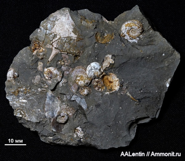 аммониты, юра, двустворчатые моллюски, кимеридж, Самарская область, Aspidoceras, Aspidoceratidae, Nannocardioceras, Заводское обнажение, Kimmeridgian, Jurassic, Nannocardioceras volgae