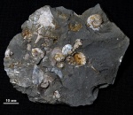 Морское дно с аммонитами Nannocardioceras volgae