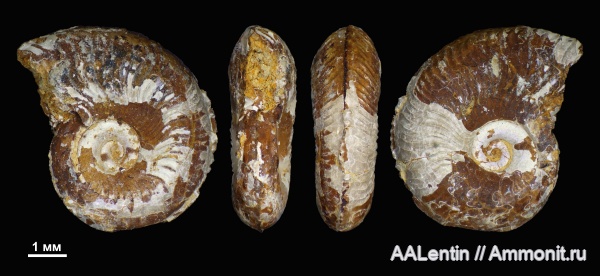 аммониты, юра, кимеридж, Самарская область, Nannocardioceras, Заводское обнажение, Kimmeridgian, Jurassic, Nannocardioceras volgae