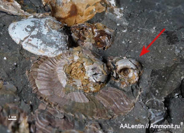 аммониты, юра, кимеридж, Самарская область, Aulacostephanus, Заводское обнажение, Kimmeridgian