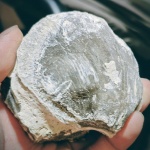 Брахиопода возможно Gigantoproductus