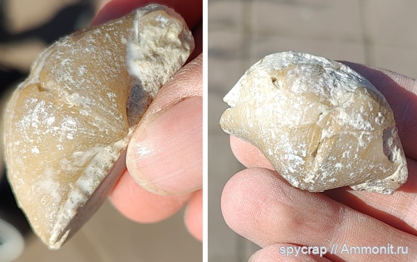 Брахиопода Choristites