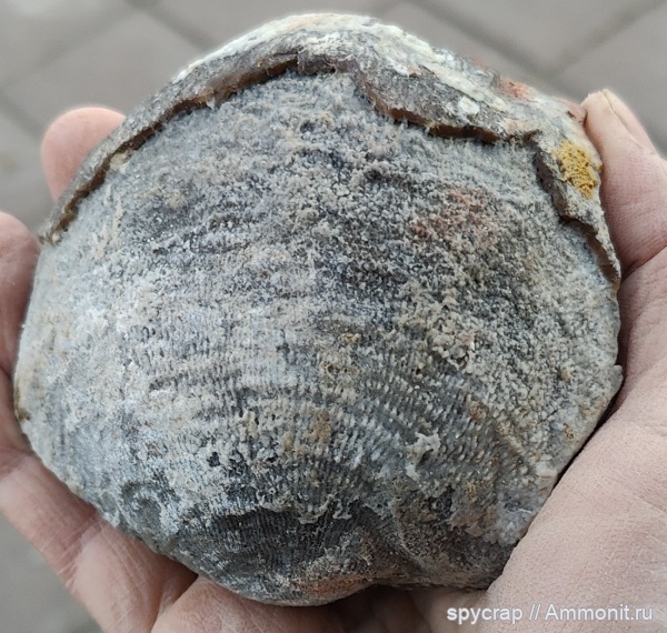 брахиоподы, Gigantoproductus