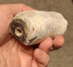 Ихнофоссилии? Губки?