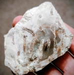 Красивый  осколок с ругозами