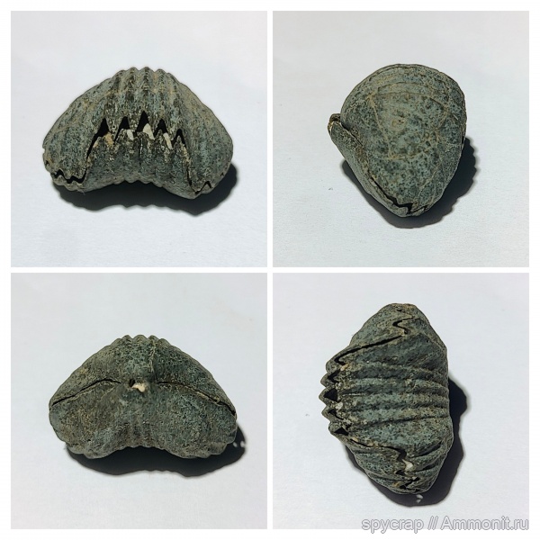 брахиоподы, Rhynchonellida, ринхонелида