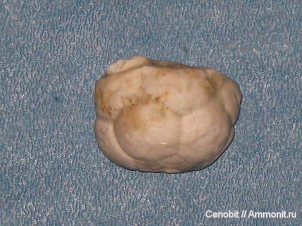 Dicromyocrinus, Cromyocrinidae