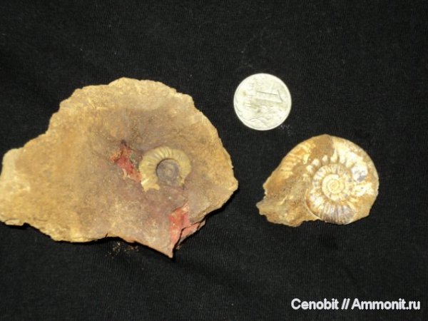 Proplanulites, Спартак