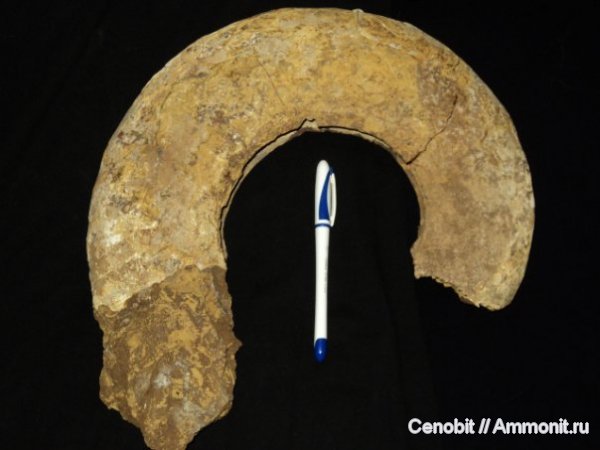 Proplanulites, Спартак