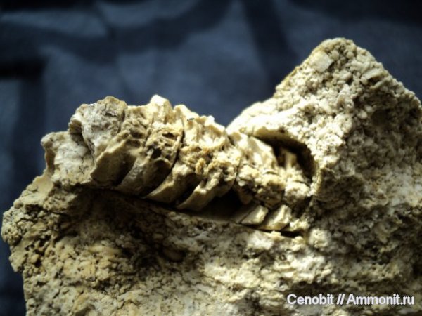 актиноцерасы