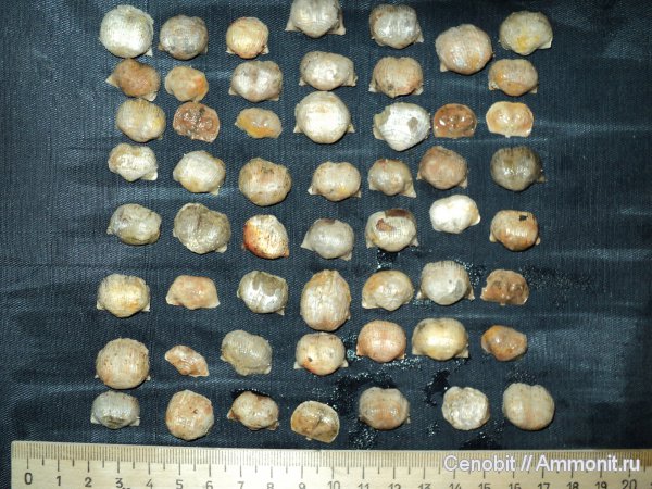 Productida, Eomarginifera, Eomarginifera lobata