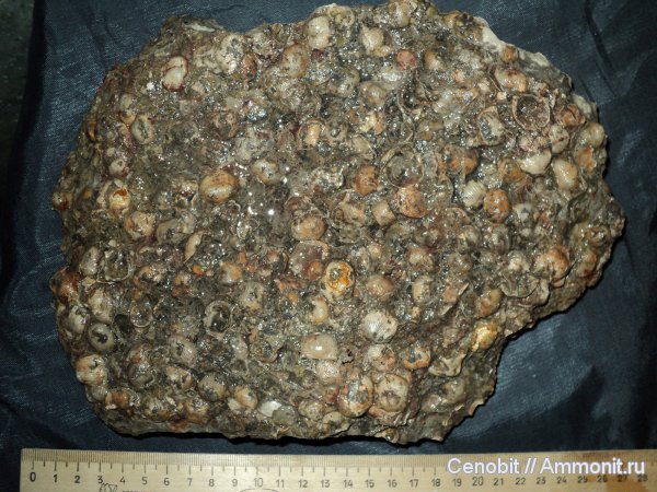 Eomarginifera, Eomarginifera lobata