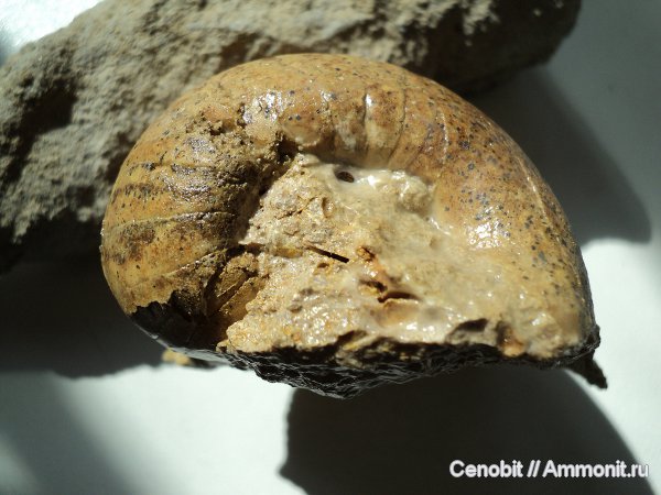 Liroceras, Liroceratidae