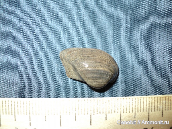 Grammatodon, Grammatodon pictum