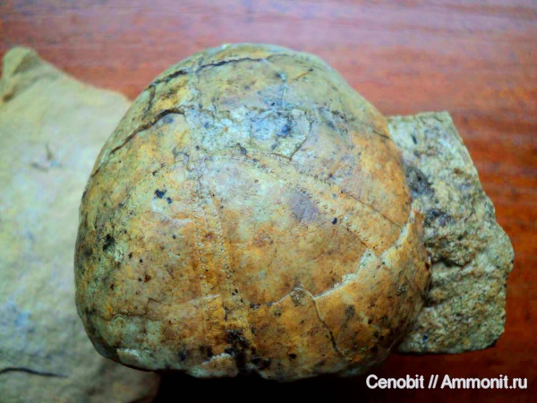 морские ежи