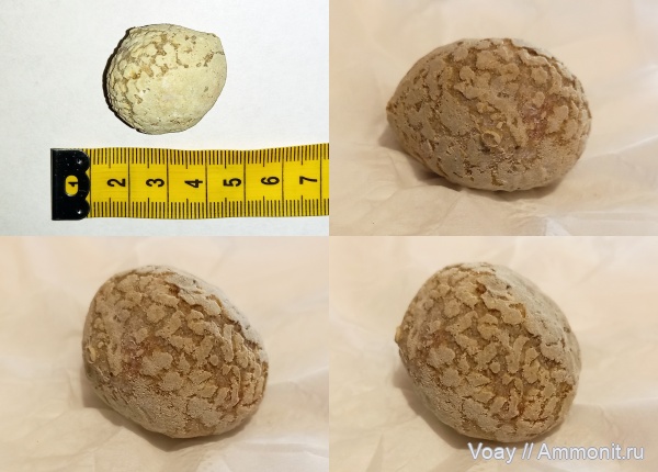 ордовик, цистоидеи