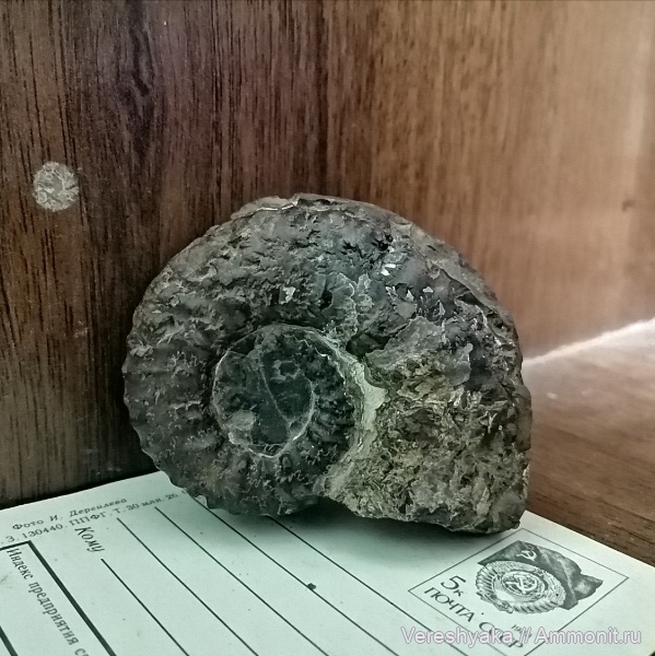 Окаменелости села Дефановка