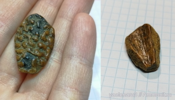 р. Волга, Ивановская область, панцирные рыбы