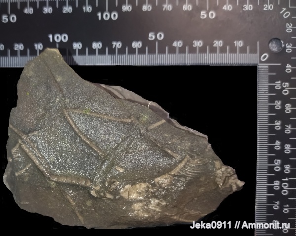морские лилии, каменноугольный период, Crinoidea, Жирновский карьер, Тацинский район