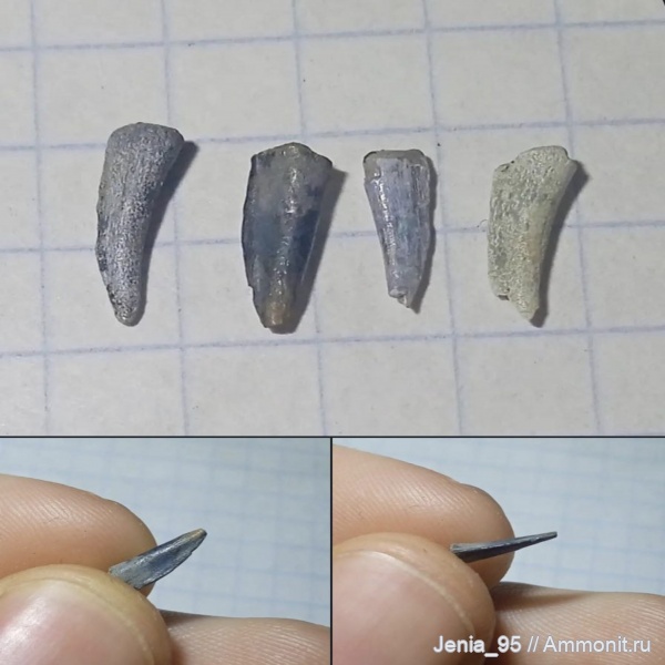 зубы, зубы рыб