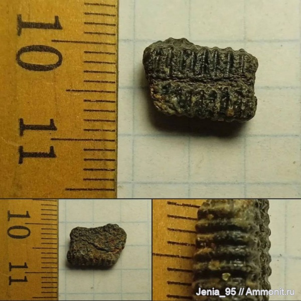 зубы, скаты, зуб ската