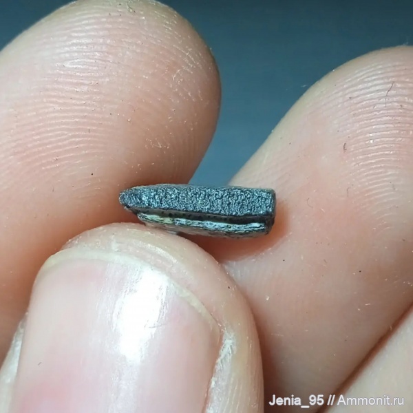 карбон, рыбы, зубы, позвоночные