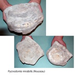 Устрица-тарелка 2 Pycnodonte mirabilis (Rouseau)