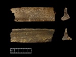 Фрагмент челюсти Ихтиозавра