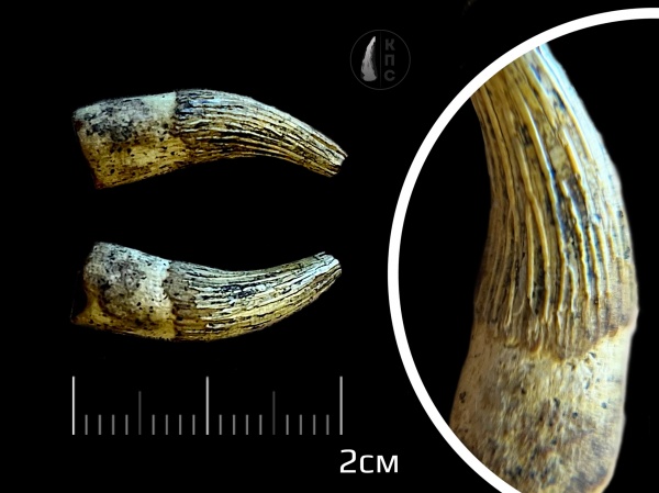 зубы, меловой период, плезиозавры, альб, Plesiosaurus, альбский ярус