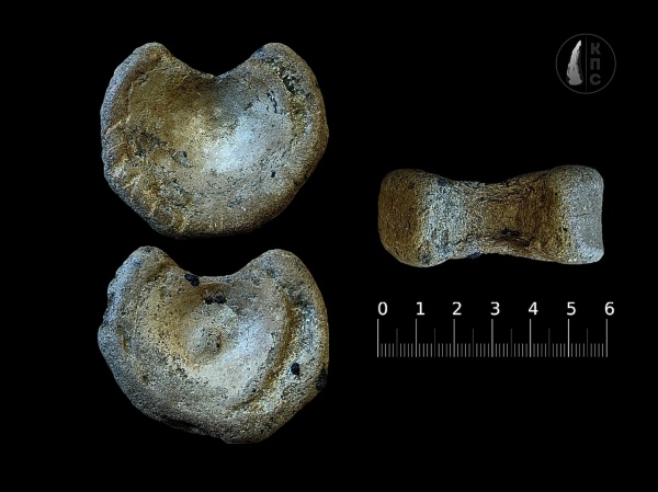 меловой период, альб, фосфориты, позвонки, альбский ярус, Ichthyosaurus, КПС