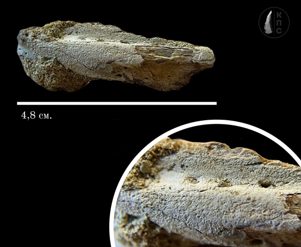 рыбы, зубы, меловой период, альб, челюсти, зубы рыб, альбский ярус, КПС