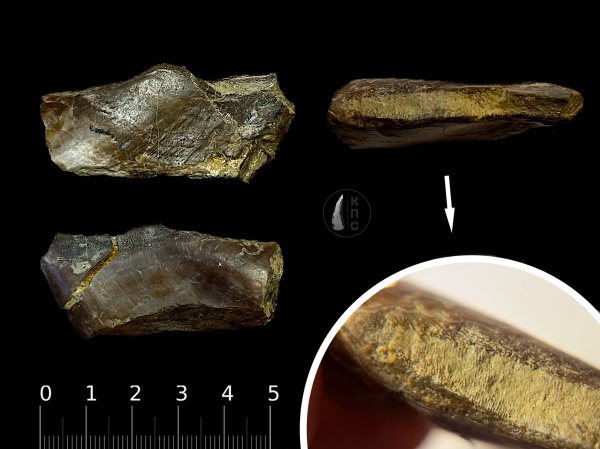 девон, рыбы, плакодермы, панцирные рыбы, франский ярус, PTYCTODONTIDAE, КПС