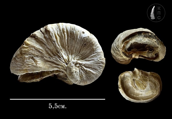 моллюски, меловой период, Exogyra, устрицы, Туронский ярус, КПС
