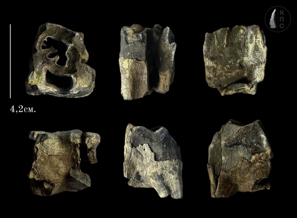 плейстоцен, шерстистые носороги, мамонтовая фауна, четвертичный период, Elasmotherium, КПС