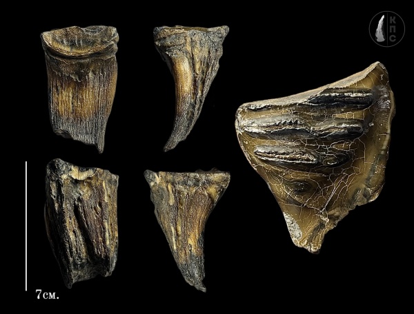 мамонты, плейстоцен, четвертичный период, Mammuthus, зуб мамонта, КПС